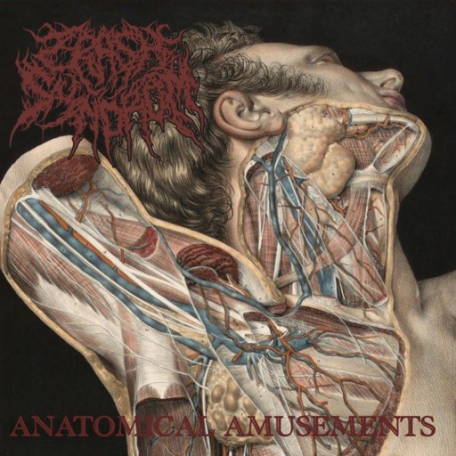 Anatomical Amusements