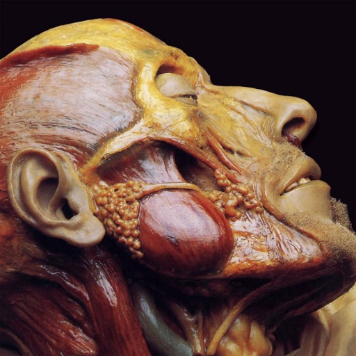 Show-Off Cadavers - The Anatomy of Self Display