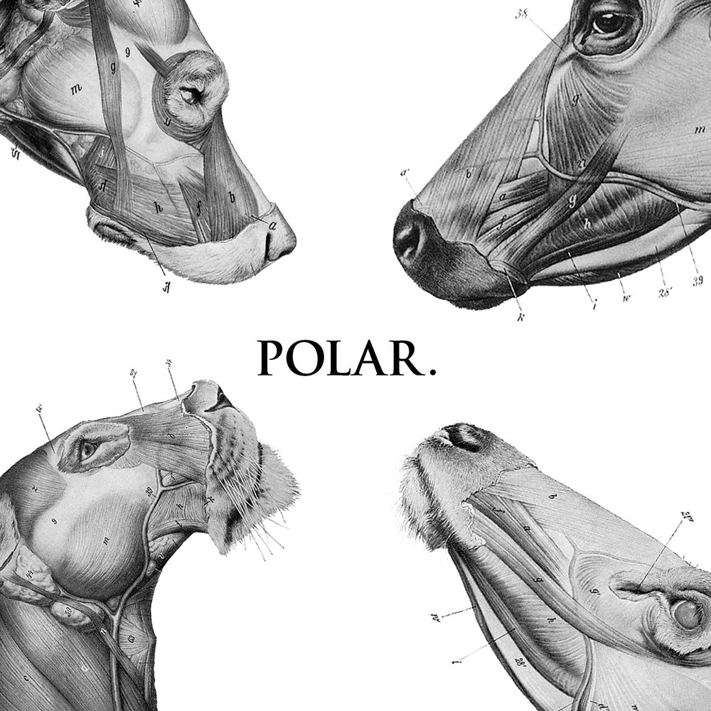 Polar - This Polar Noise (2011) Cover