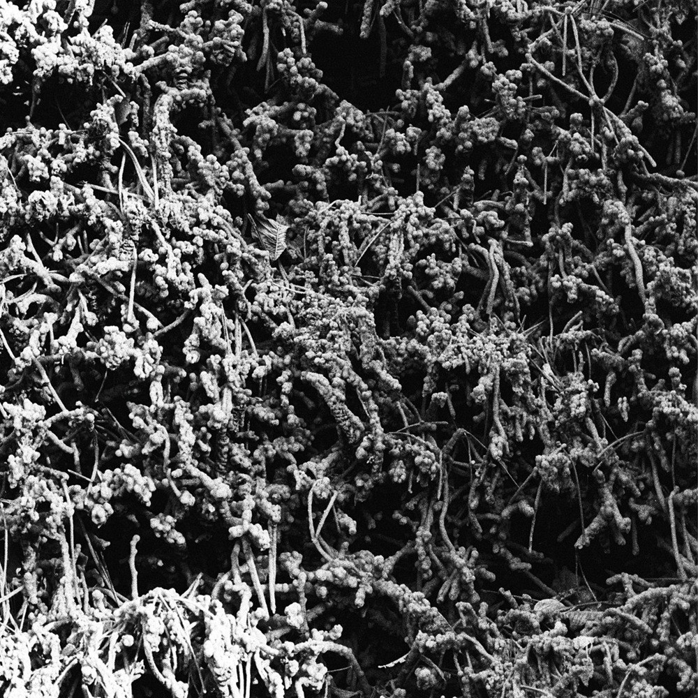 Necropolissebeht - Taurunovem - Th’Astraktyan Serfdome