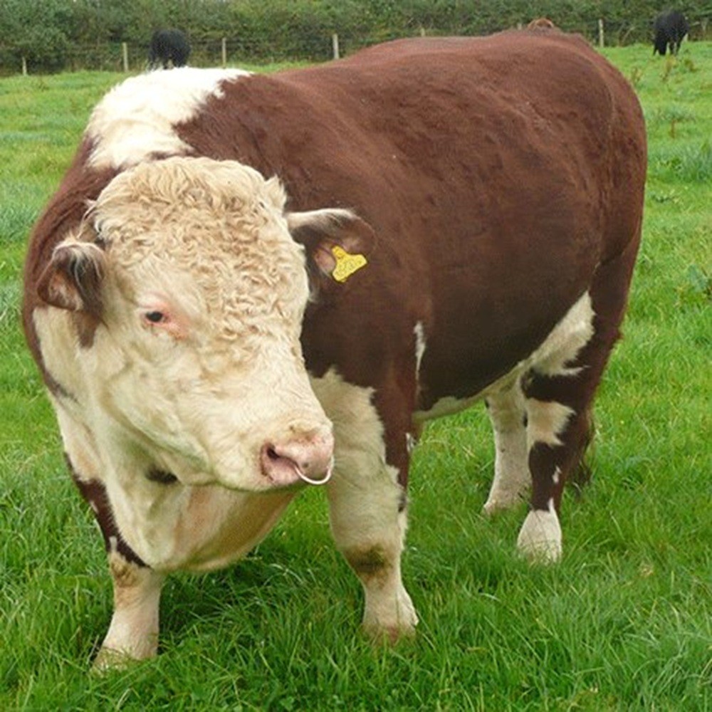 Bull of Heaven - 307: x0(2^18×5^18)p (2014) Cover