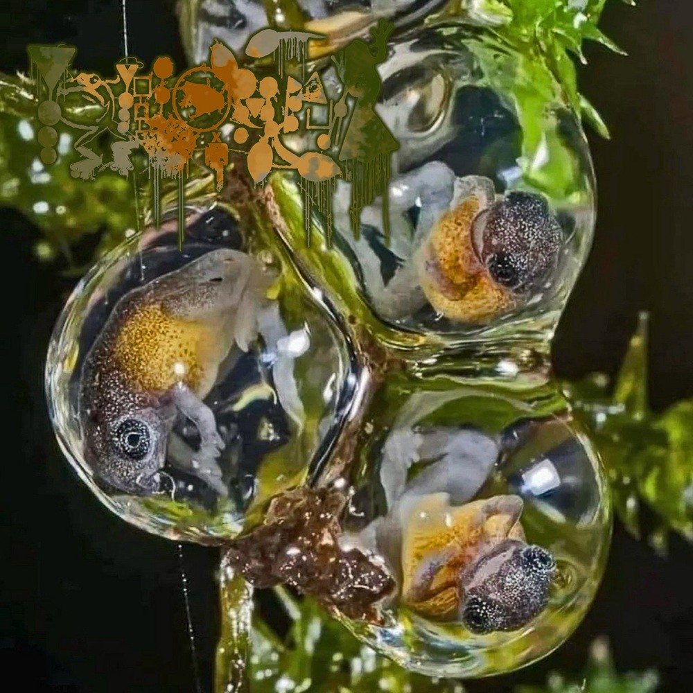 Phyllomedusa - Klutch ov Ova (Vomitnoise Wall) (2025) Cover