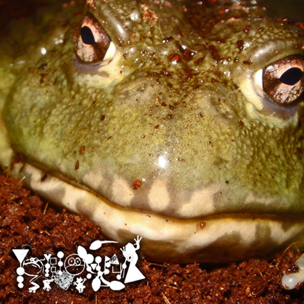 Phyllomedusa - Untitled Frog Worship (2010) Cover