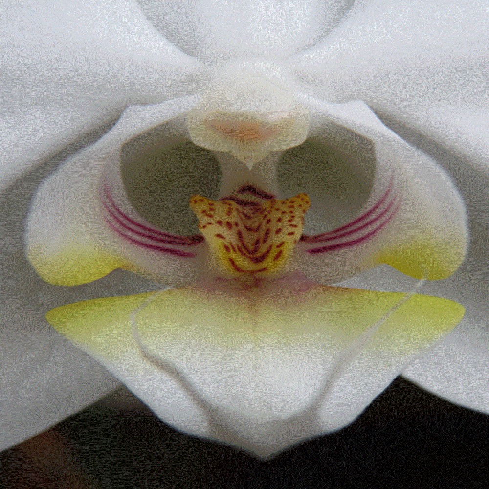 Bull of Heaven - 263: Internet Handle for a Thirteen Year Old Girl (2011) Cover