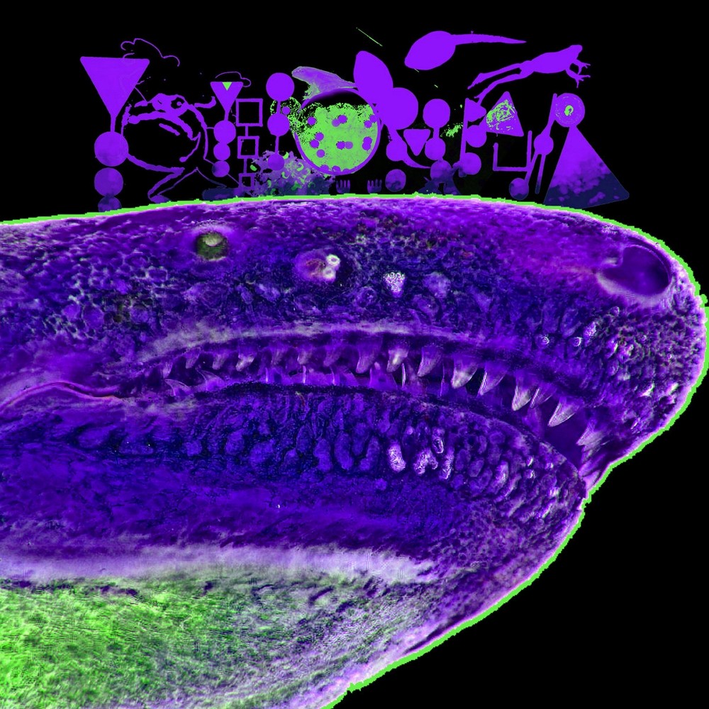 Phyllomedusa - Caecilians In Memphis (2024) Cover