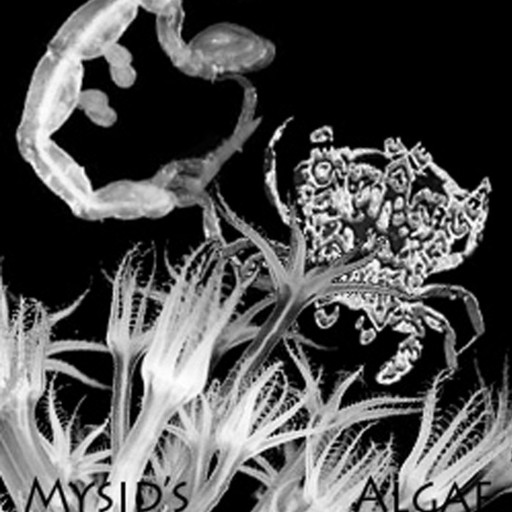 Mysid's Algae