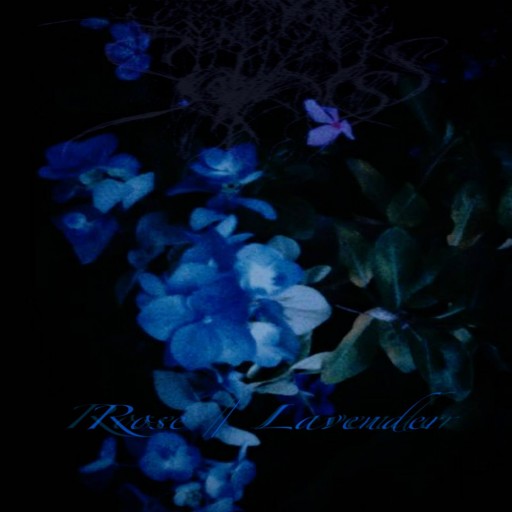Rose / Lavender