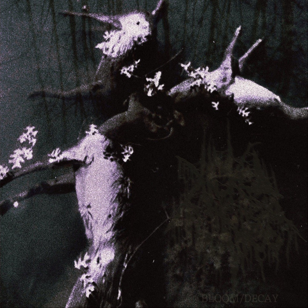 Kicked in the Head by a Horse - Bloom / Decay (2026) Cover