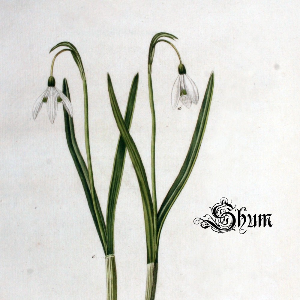 Shum - Gyönge hóvirág (2018) Cover
