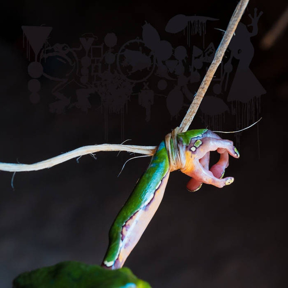 Phyllomedusa - The Dark Side of the Amazon (2025) Cover
