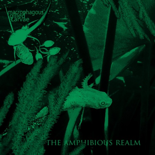 The Amphibious Realm