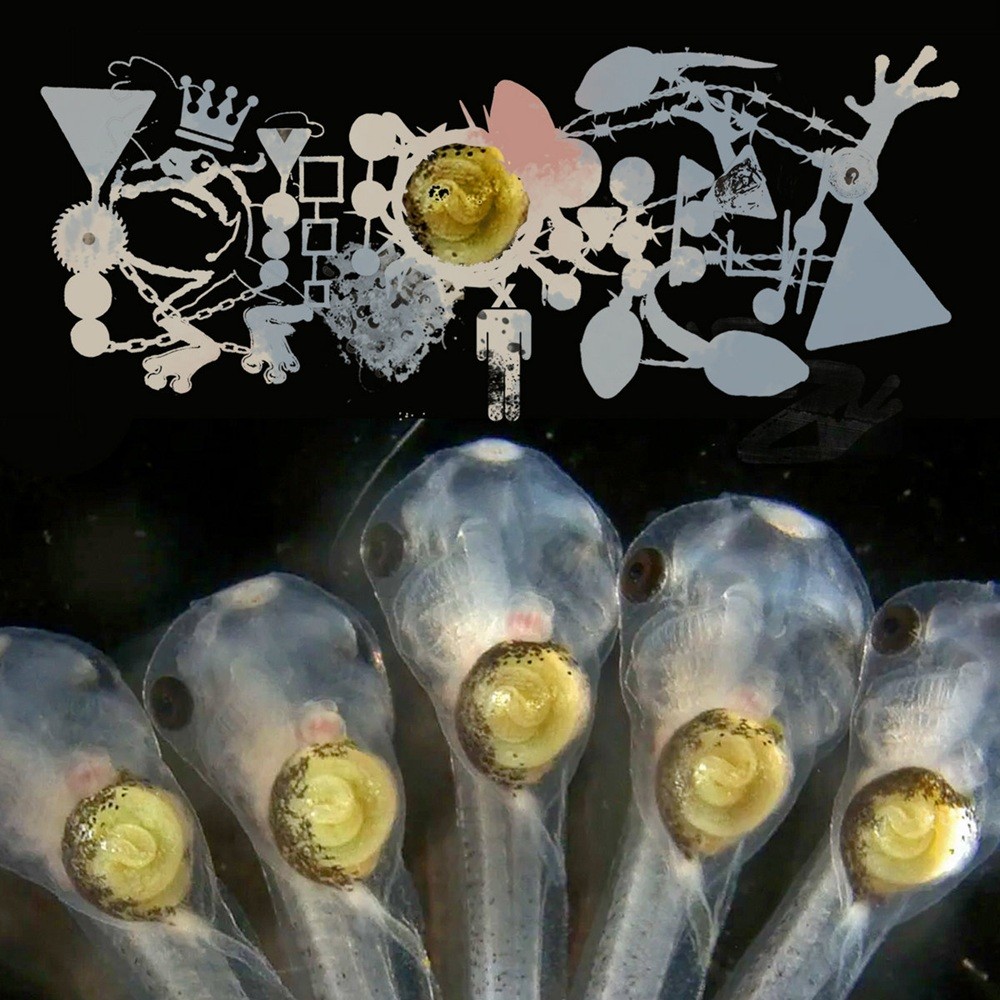 Phyllomedusa - Intensifying Girdle Anatomy (2025) Cover