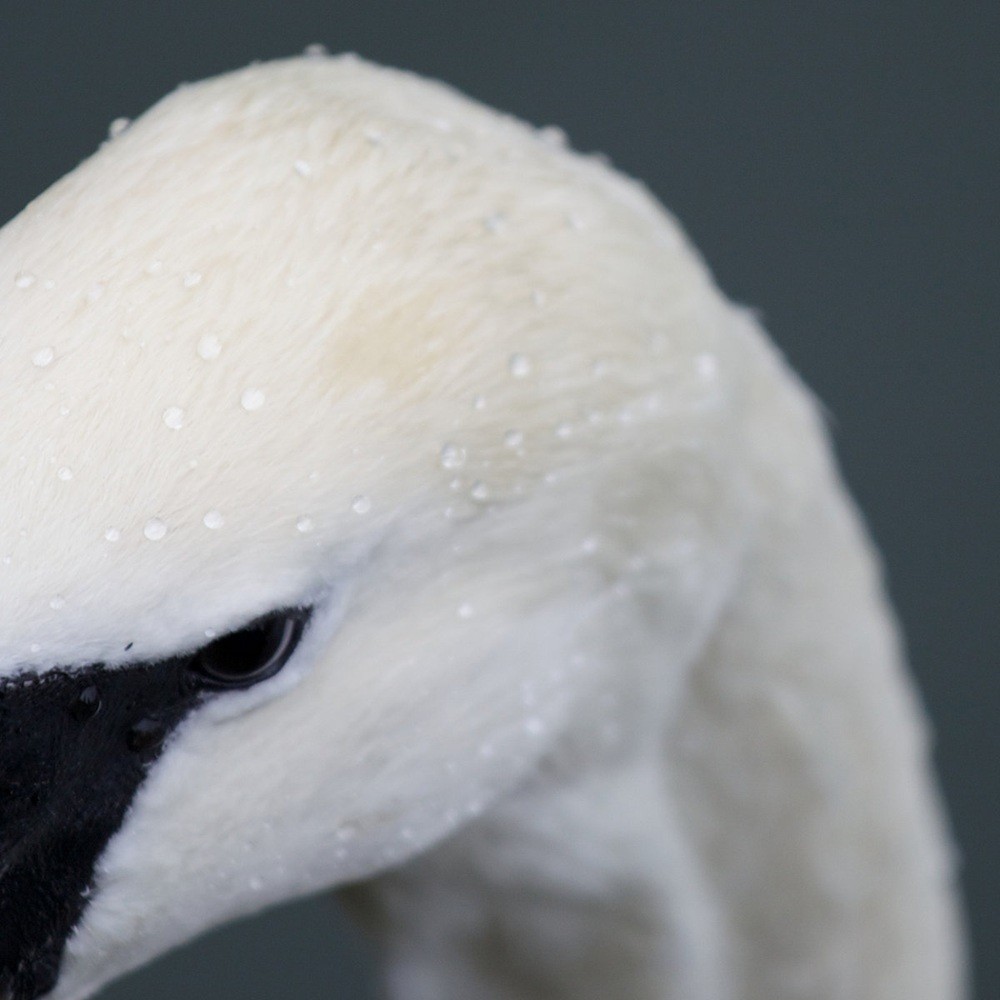 Echoes (GBR) - The Pursuit (2014) Cover