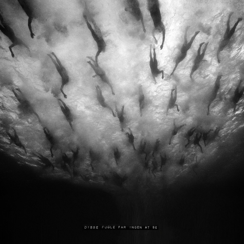 Morild - Disse fugle får ingen at se (2025) Cover