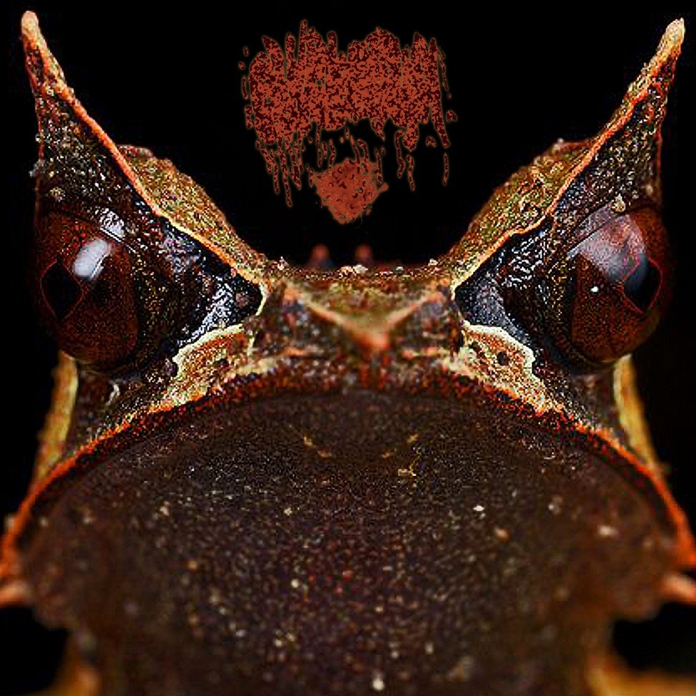 Phyllomedusa - Steady Froggin' (2025) Cover