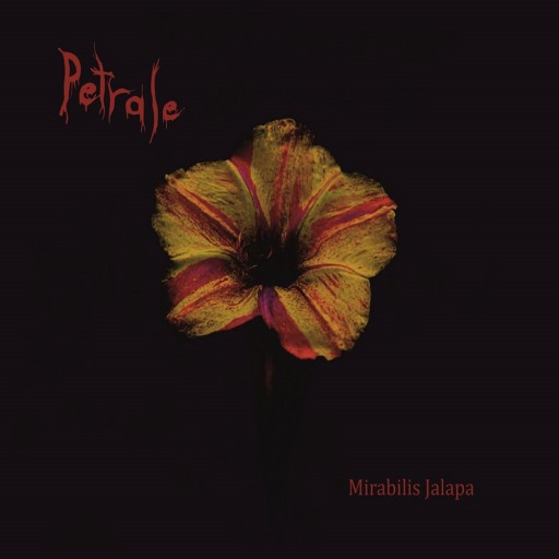 Mirabilis Jalapa