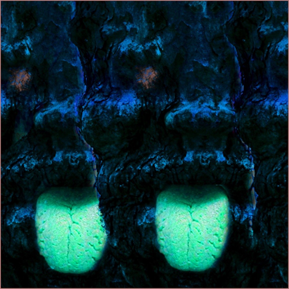 Phyllomedusa - Oddities the Nuchal Region Provide (2025) Cover