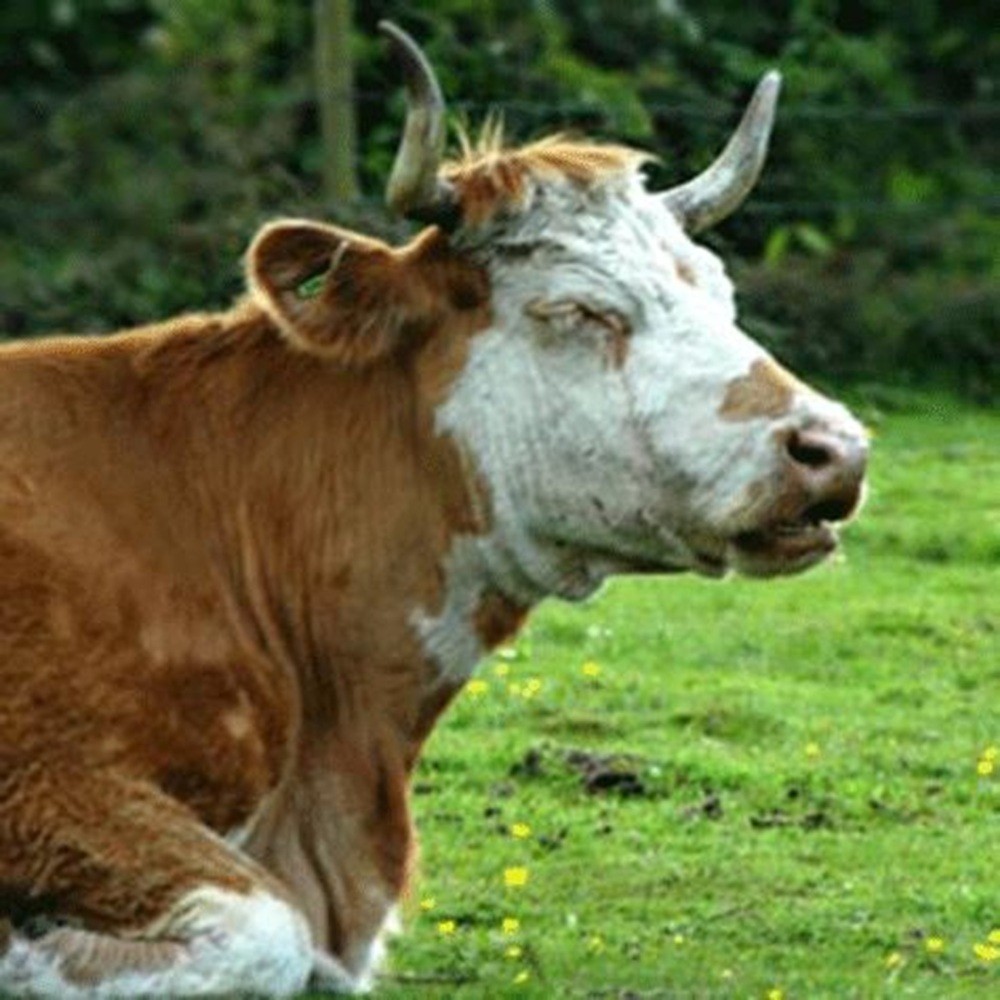 Bull of Heaven - 303: n(k) (2014) Cover