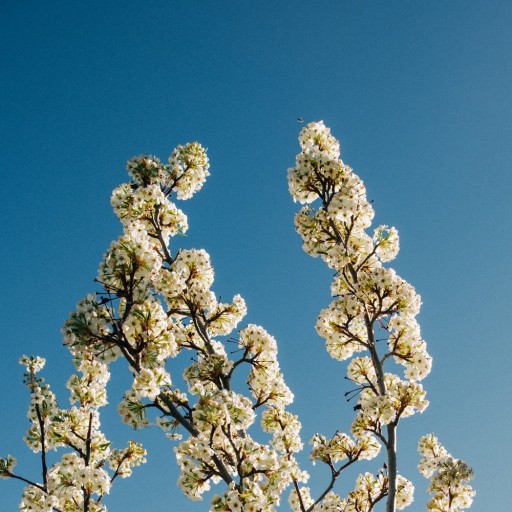 Bloom