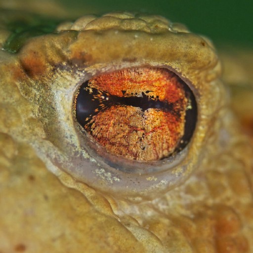 Eye of the Becroaker