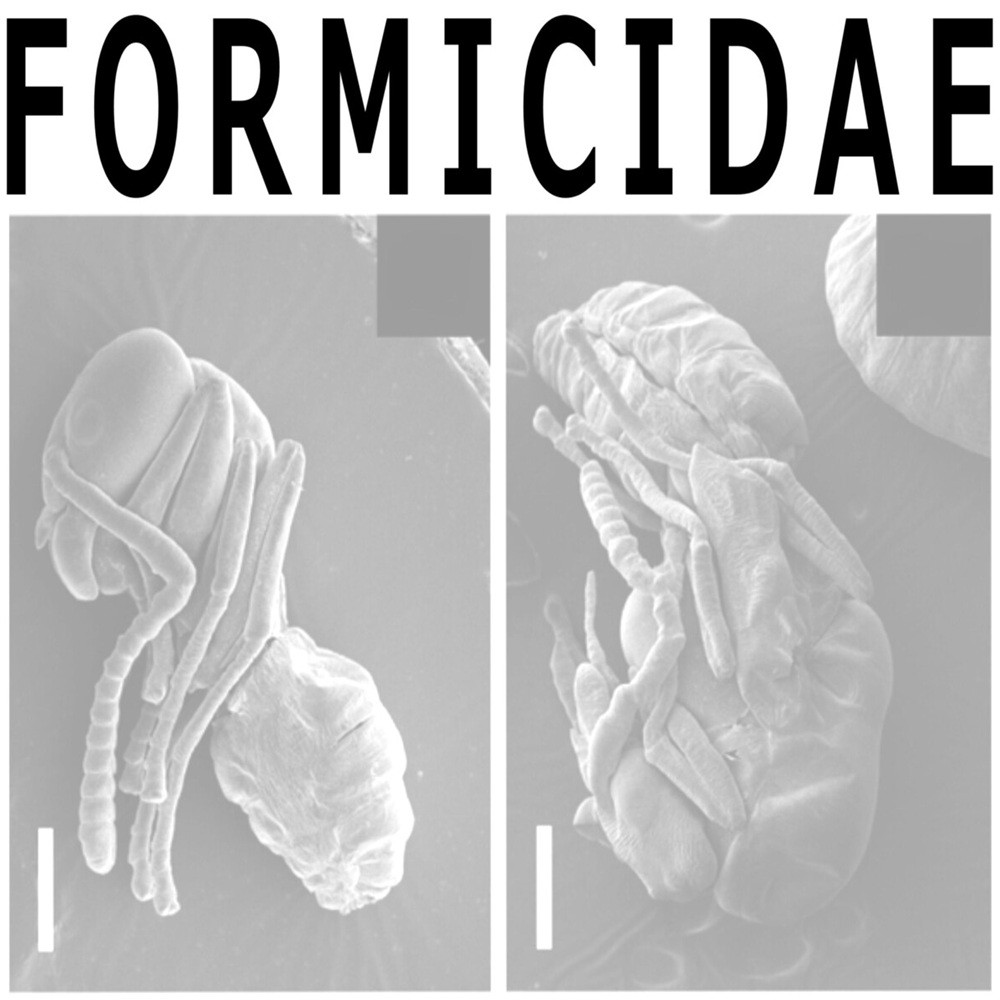 Formicidae - Exo-Skeletal Collection Pack 2016 (2016) Cover