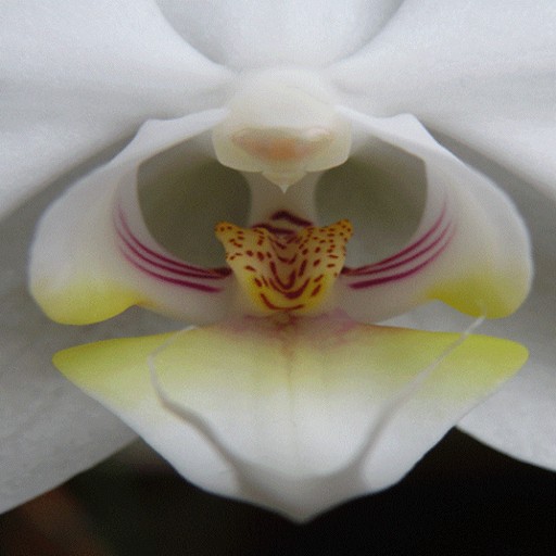 263: Internet Handle for a Thirteen Year Old Girl